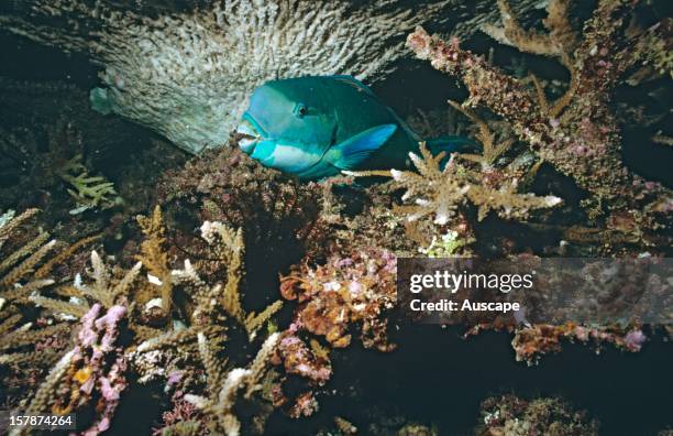 Steephead parrotfish , males develop a hump on the head as they mature. Great Barrier Reef, Queensland, Australia.