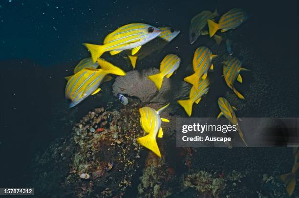 Common bluestripe snappers , group. Great Barrier Reef, Queensland, Australia.