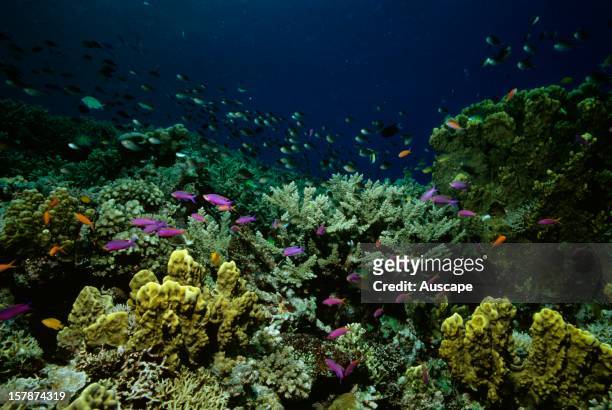 Coral garden with Yellow-striped fairy basslets and Damselfish , Great Barrier Reef, Queensland, Australia.