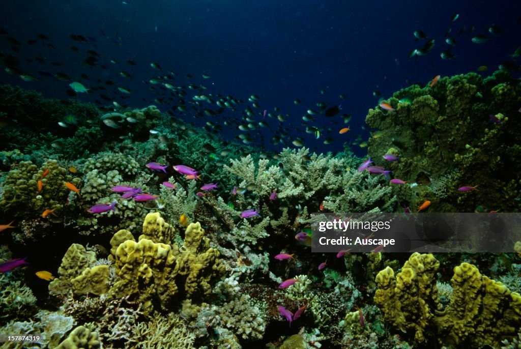 Coral garden with Yellow-striped fairy basslets and Damselfish
