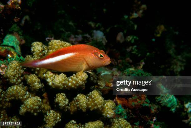 Arc-eye hawkfish , frequents heads of small branching corals heads. Heron Island, Capricornia Cays National Park, Capricorn-Bunker Group, Great...