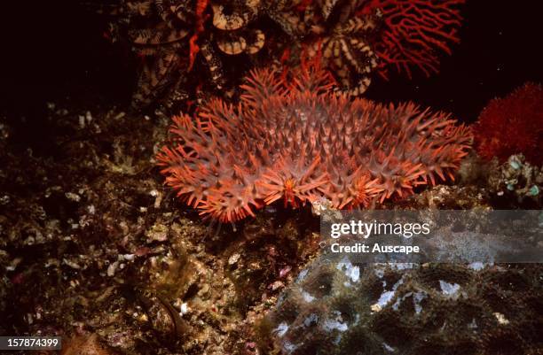 Crown-of-thorns starfish . Feeds on coral. Great Barrier Reef, Queensland, Australia.