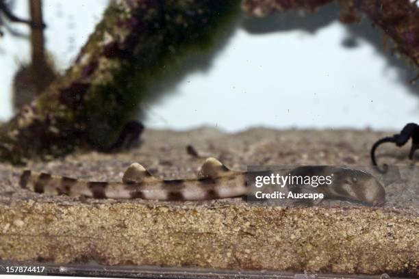 Epaulette shark , a harmless shark. ReefHQ Aquarium, Townsville, Queensland, Australia.