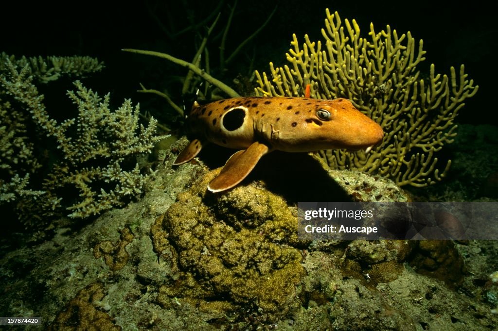 Epaulette shark