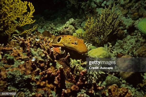 Epaulette shark , on reef, at night. South Pacific.