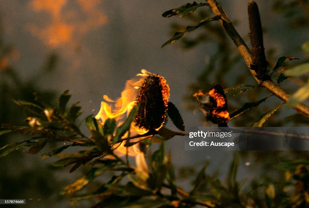 Fire engulfs seed cone of Saw banksia