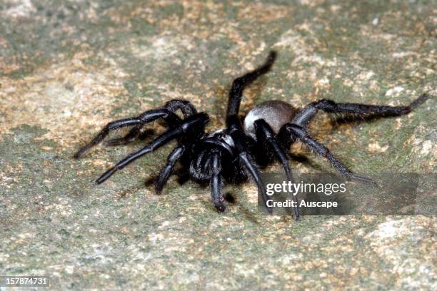 Silverback trapdoor spider , on ground. Potentially dangerous. Cardwell Range, Queensland, Australia.