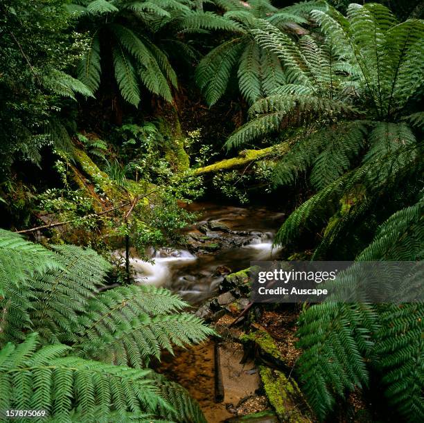 Soft tree ferns , by Cumberland Creek, Yarra Ranges National Park, Victoria , Australia.