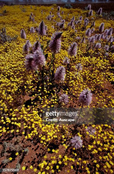 Pussytail or Tall mulla mulla, and yellow Everlastings . Great Victoria Desert near Warburton, Western Australia.