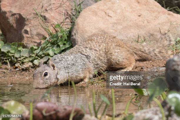 harris antelope squirrel drinking at waterhole - arizona ground squirrel stock pictures, royalty-free photos & images
