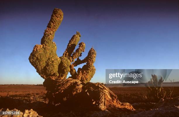 Dunna dunna , a hibiscus species that has adapted to the desert, its tiny flowers and leaves evolved as extreme adaptation to salt and aridity. Lake...