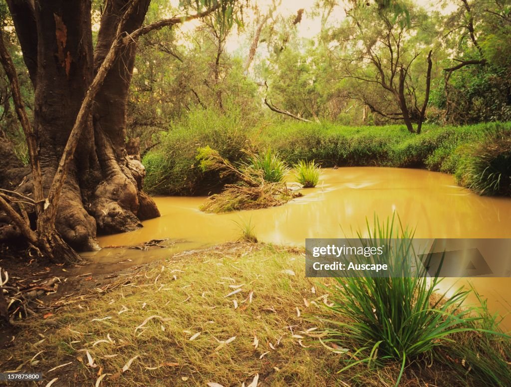 Coolibah tree