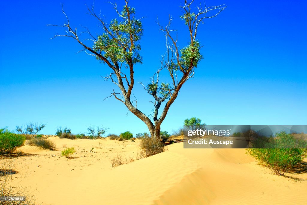 Coolibah