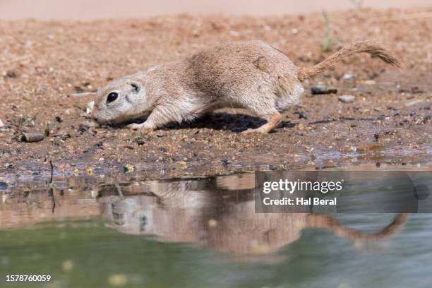 harris antelope squirrel at waterhole with reflection - arizona ground squirrel stock pictures, royalty-free photos & images