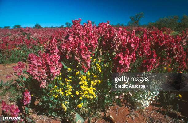 22 Musgrave Ranges Stock Photos, High-Res Pictures, and Images - Getty ...