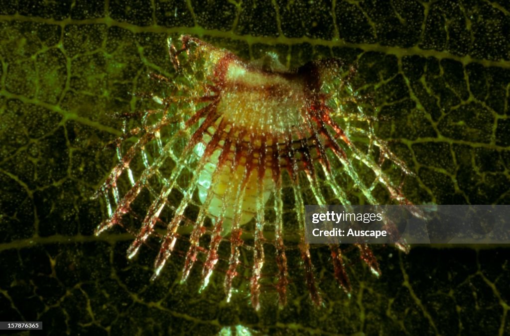 Lerp Insect A Lerp insectCardiospina sp.beneath lacy cover or lerp, made by the ...
