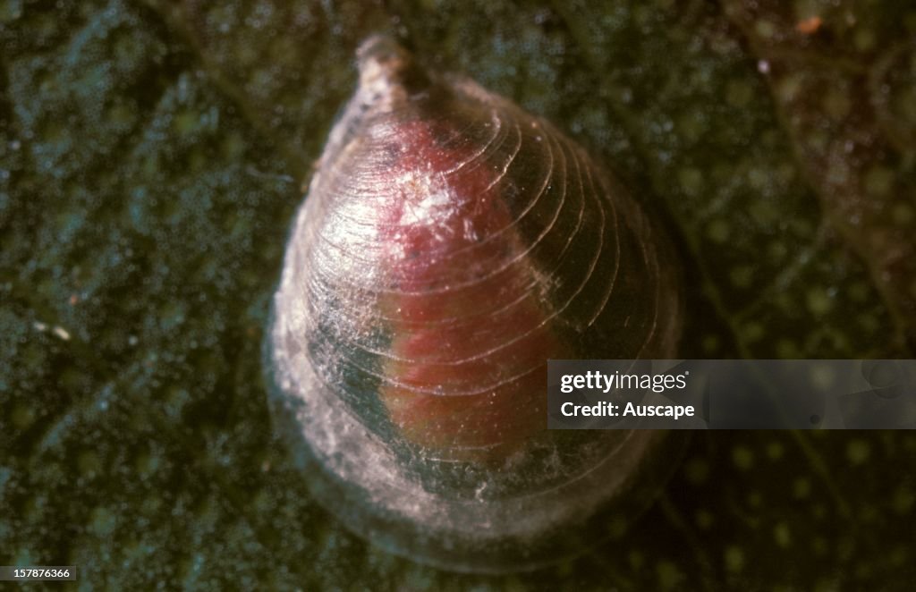 Lerp Insect A Lerp insectHyalinaspis sp.beneath lacy cover or lerp, made by the ...