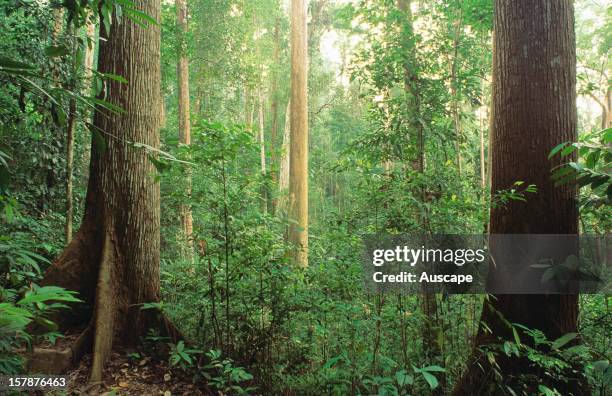 Meranti , in lowland Dipterocarp rainforest. This type of forest is favoured for logging in less protected areas. Bukit Timah Nature Reserve,...