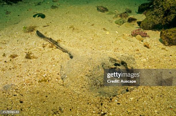 Common stingaree Trygonoptera testaceaunder sandSouthern New South Wales, Australia.