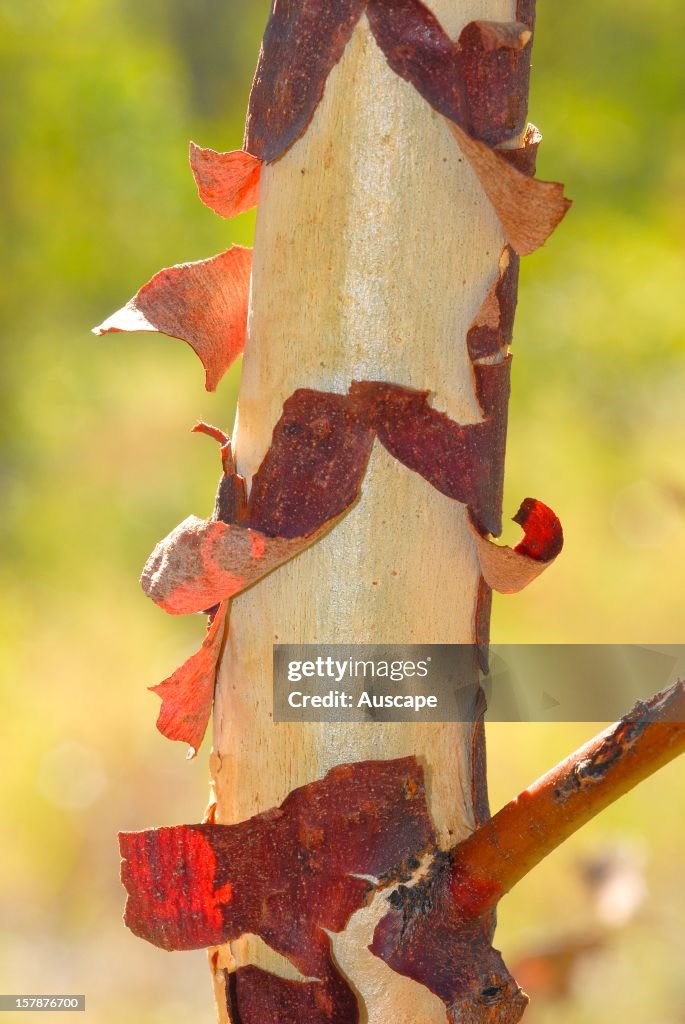 Peeling bark