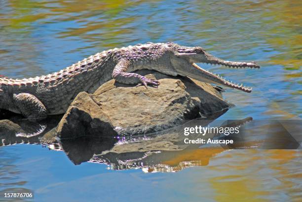 Freshwater crocodile , basking on boulder in shallow river, close, in Jalboi River valley wilderness, mouth open for thermoregulation, Wongalara...