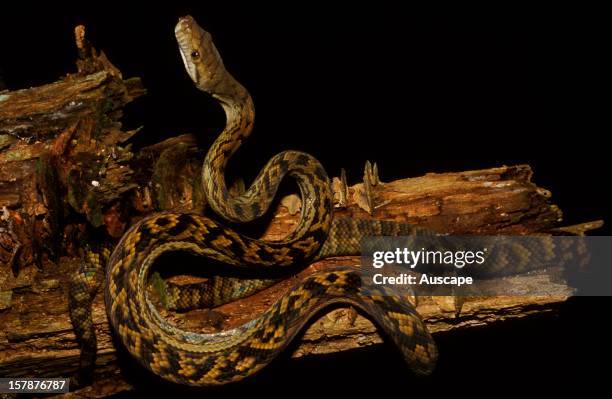 Amythestine python , Australias longest snake, average length 3.5 m, and specimens over 8.5 m have been found. East of Mount Molloy, Queensland,...