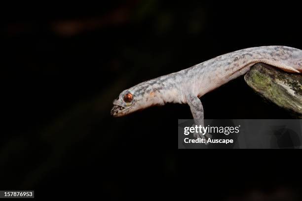 Marbled southern gecko , shedding skin. Australind, Western Australia.