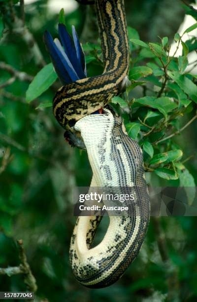 27 Australian Night Parrot Stock Photos, High-Res Pictures, and Images ...