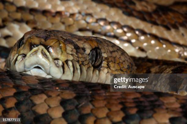 11 Python Pits Stock Photos, High-Res Pictures, and Images - Getty Images
