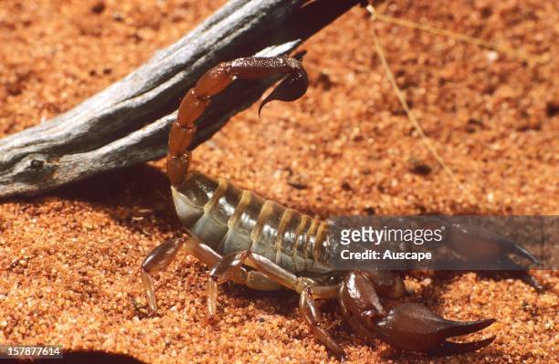 Scorpion , burrowing. Great Victoria Desert, Western Australia.