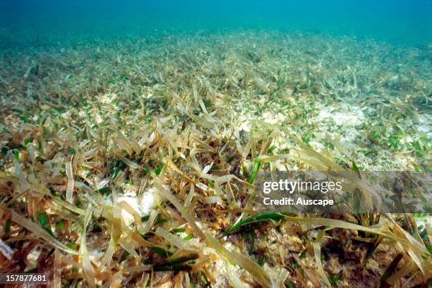 Tape seagrass , apart from being a Dugong food and shelter for marine species, it contributes to oxygenation of the seas as well as carbon...