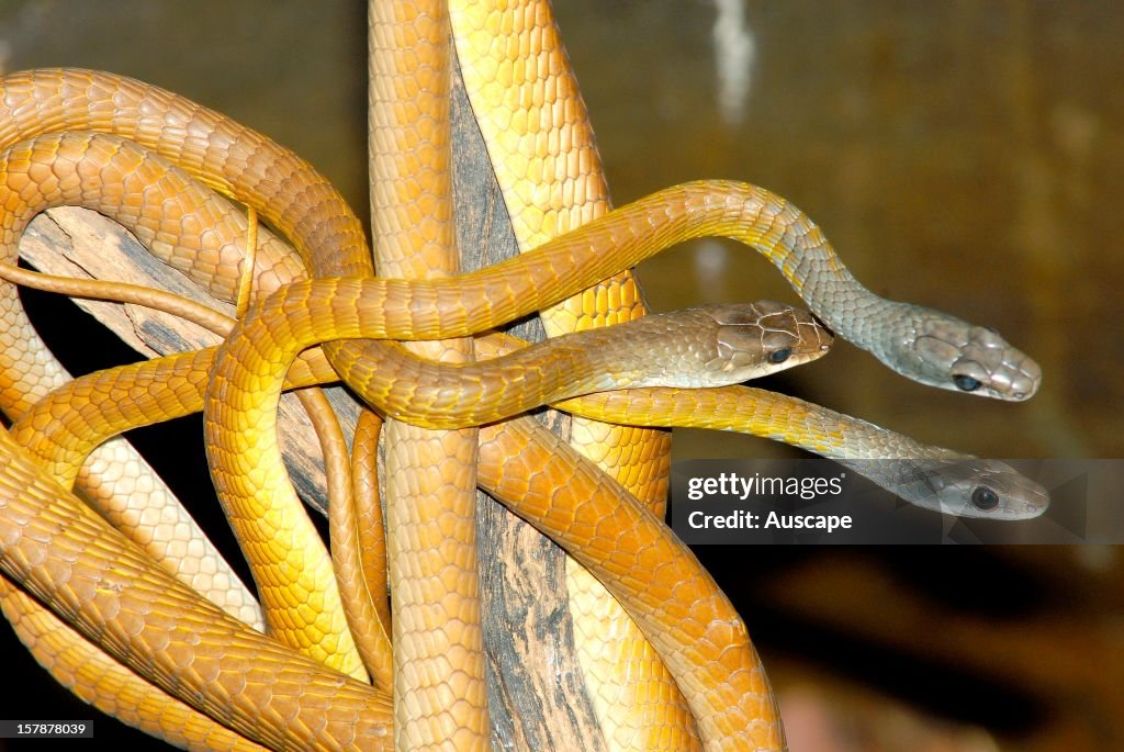 Common or Green tree snakes