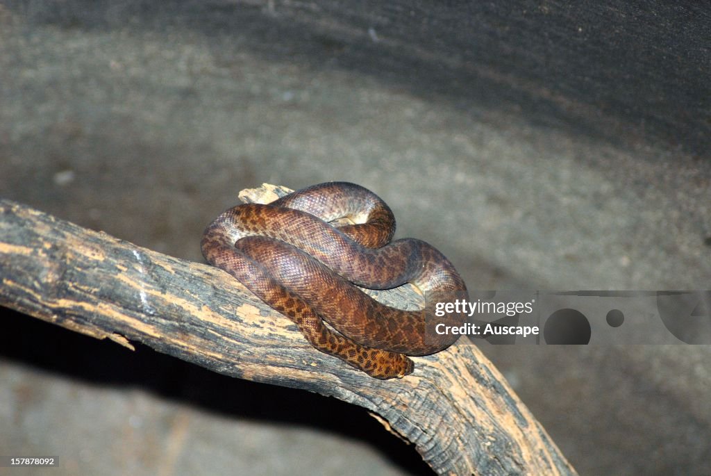 Very Small Rocks Onty Python Oenpelli rock python , resting. Wongalara Station Reserve, southeast ...