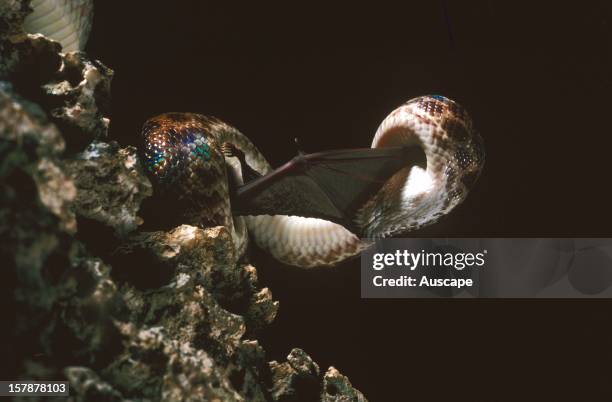 The Caves Queensland Photos and Premium High Res Pictures - Getty Images