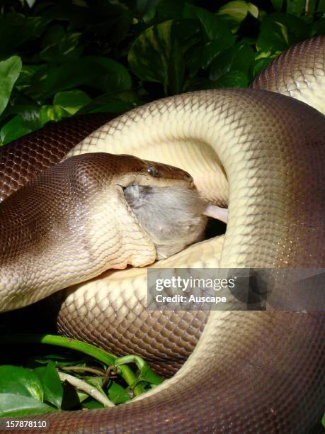 Python Prey Photos and Premium High Res Pictures - Getty Images