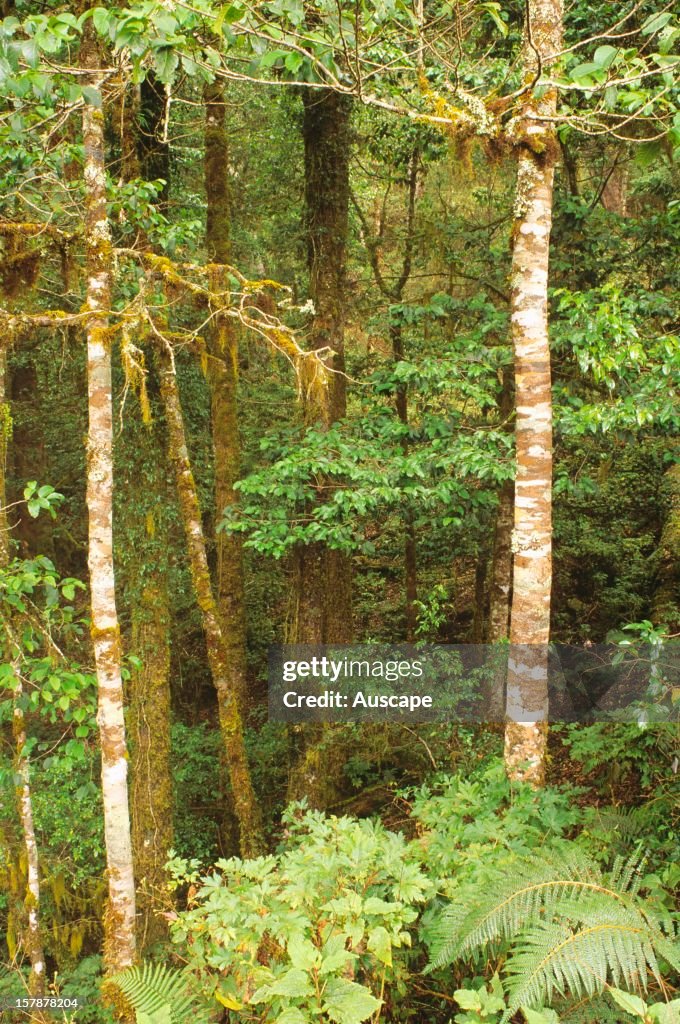Mesophyll cloudforest on Gunung Mutis,