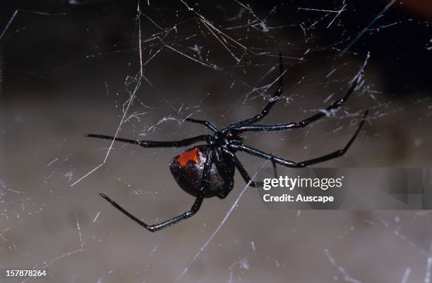 Redback spider , in a garage. Canberra, Australian Capital Territory.