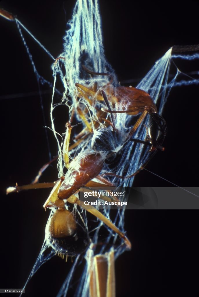 Rufous net-casting spider