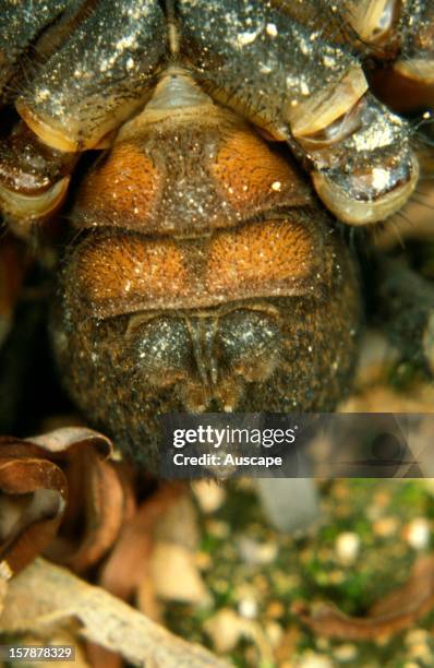 Malaysian trapdoor spider , underside showing segmented abdomen, a primitive characteristic. Malaysian Peninsula.