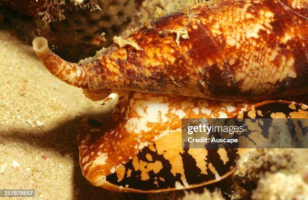 Geography cone , Its venom, used to kill fish prey, is highly toxic to humans and has been responsible for human deaths. Great Barrier Reef,...