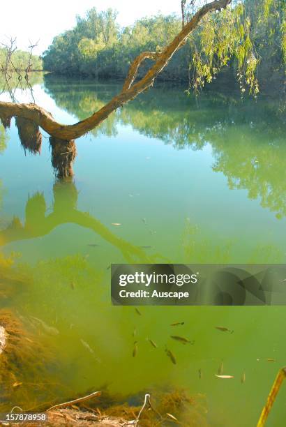 Archerfish , lurking in wait for insects that they will shoot down with cannonades of water from their mouths. Wongalara Station Reserve, southeast...