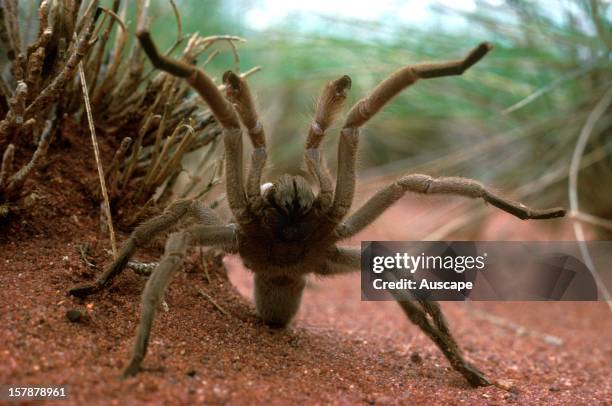 Atacking Spider 52 Barking Spider Stock Photos, High-Res Pictures, and Images - Getty ...