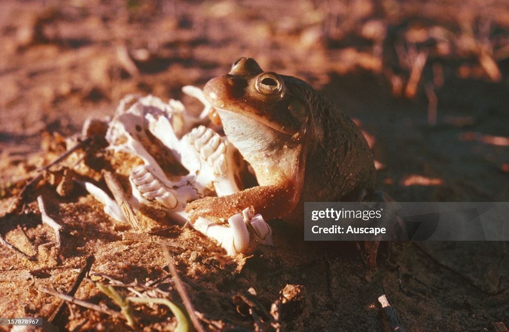 Water-holding frog