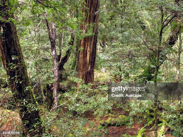 Myrtle beech forest , cool temperate rainforest. Cradle Mountain-Lake St Clair National Park, Tasmania, Australia.