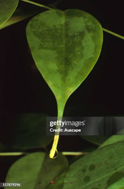 Drip Tip Roots 11 Drip Tip Stock Photos, High-Res Pictures, and Images - Getty Images