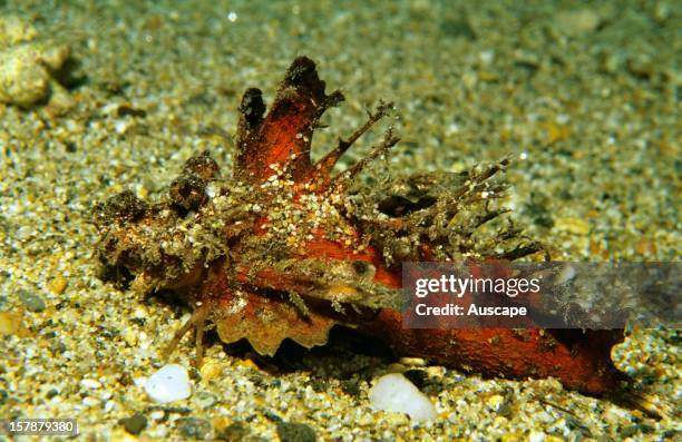 Spiny devilfishInimicus didactyluscrawling over its sand floor habitat. Flahes red undersides of pectoral fins to warn off predators if...