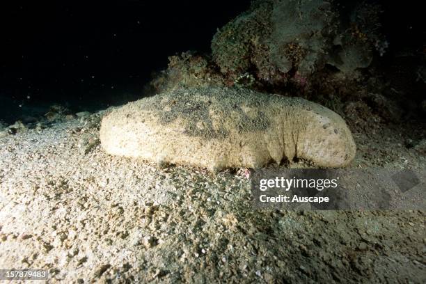 White teatfish , one of the most commercially valuable species of sea cucumber, and highly sought after by fishermen of the Islands. Solomon Islands.
