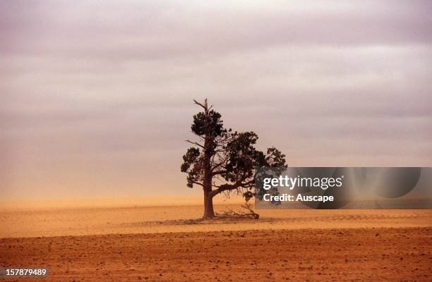 Topsoil blown by wind over farmland with lone tree. Mallee country of northwestern Victoria, Australia.