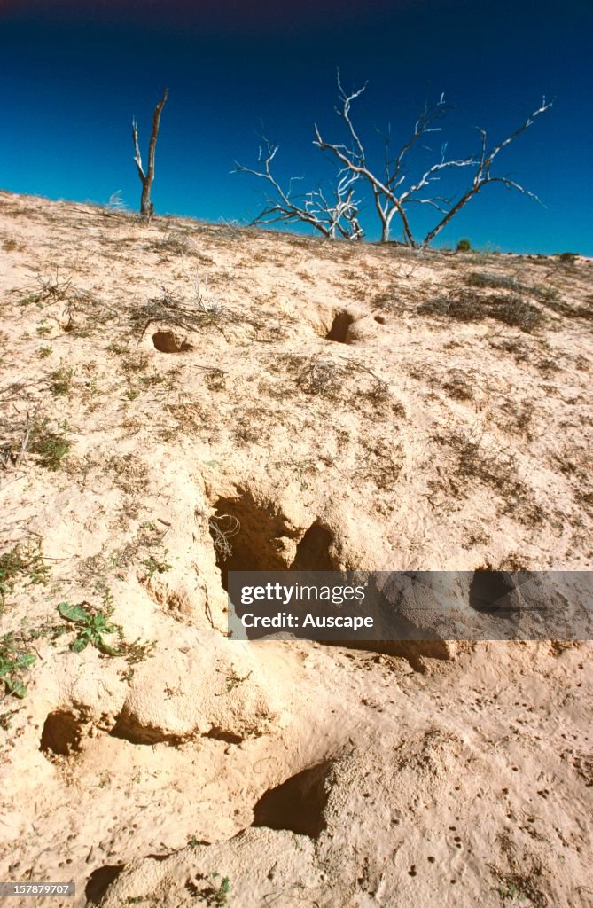 Rabbit damage,