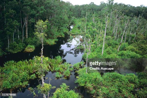 Peat swamp forest by Sekonyer River, Tanjung Puting National Park, Kalimantan, Borneo, Indonesia.